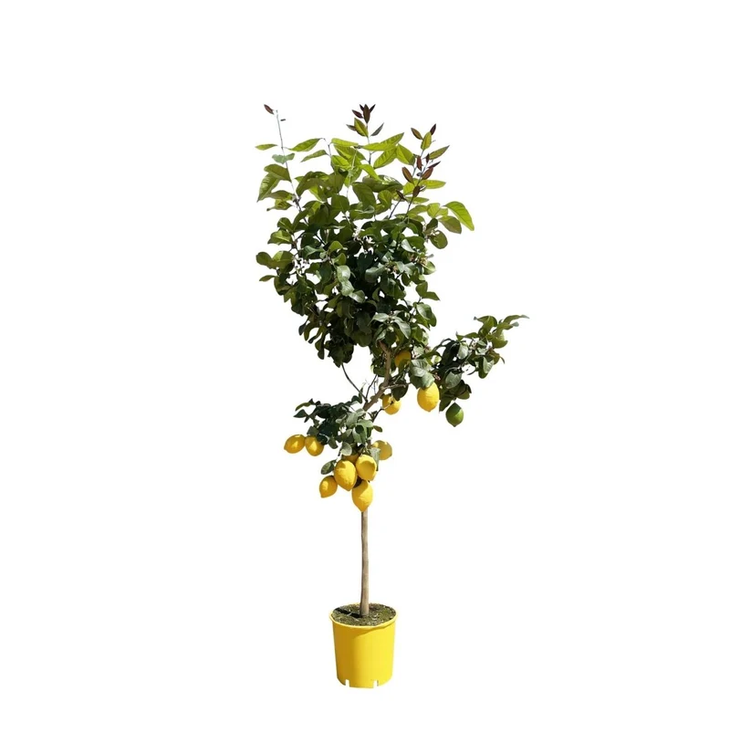 Zitronenbaum - 150 cm - Ø 24 cm