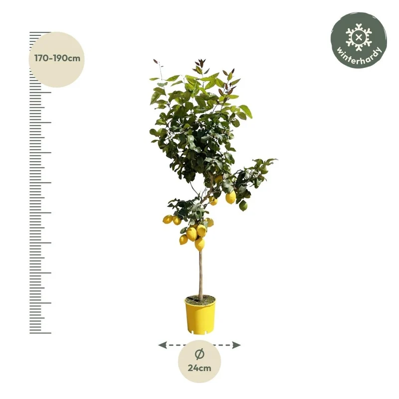 Zitronenbaum - 150 cm - Ø 24 cm