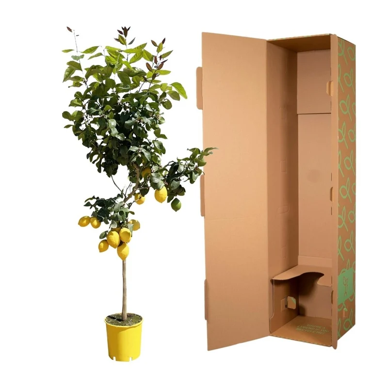 Zitronenbaum - 150 cm - Ø 24 cm