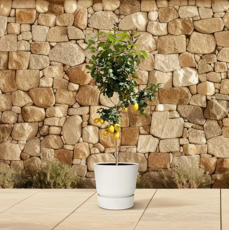 Zitronenbaum - 150 cm - Ø 24 cm