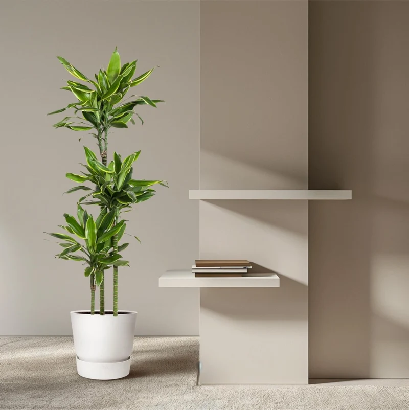 Dracaena Golden Coast 140 - 200 cm – Pflegeleicht & luftreinigend