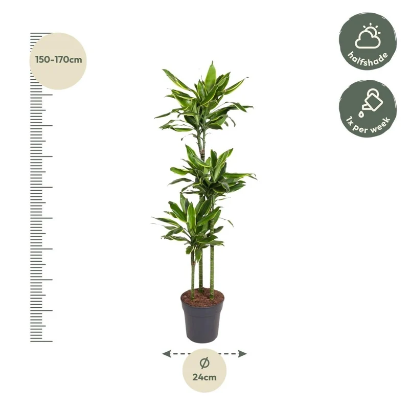 Dracaena Golden Coast 140 - 200 cm – Pflegeleicht & luftreinigend