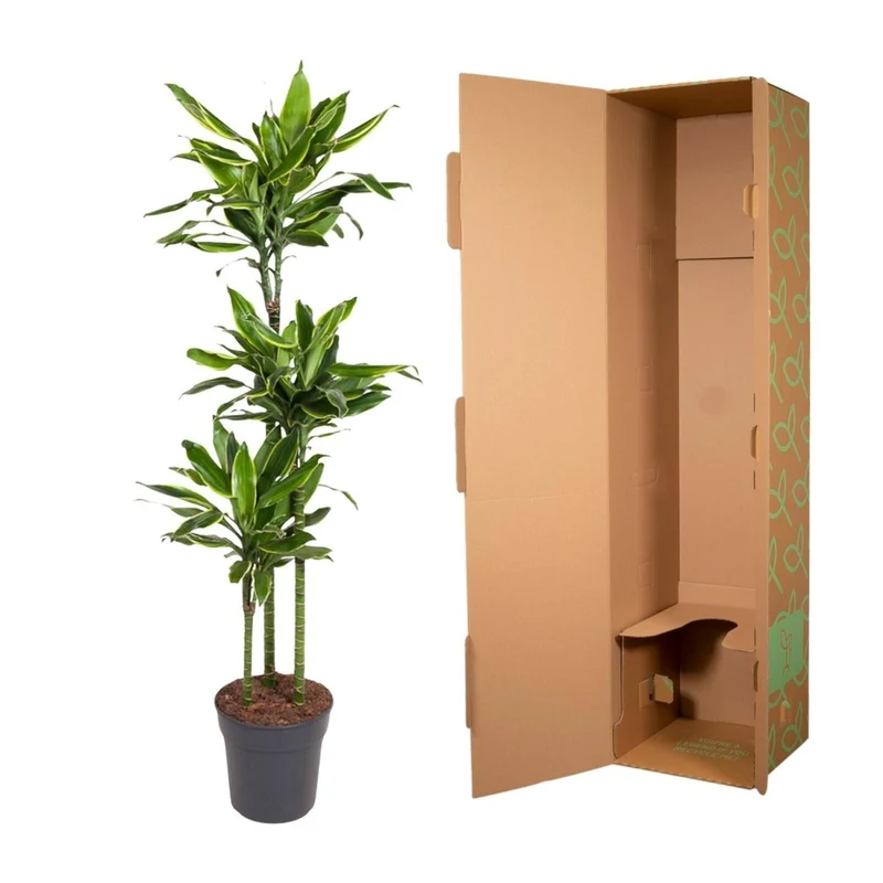 Dracaena Golden Coast 140 - 200 cm – Pflegeleicht & luftreinigend