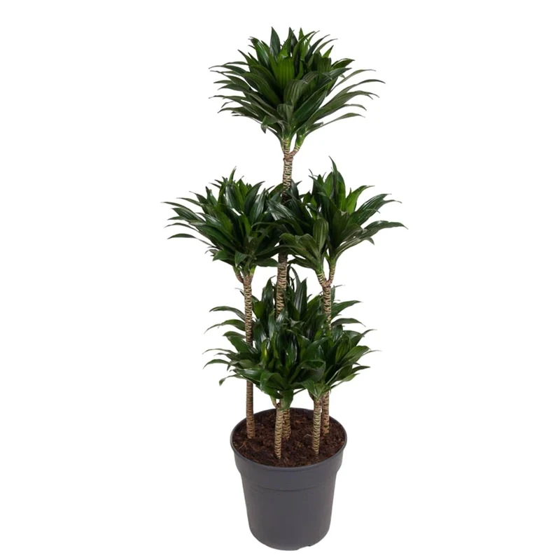 Dracaena Compacta – Pflegeleichte Zimmerpflanze für dein Zuhause
