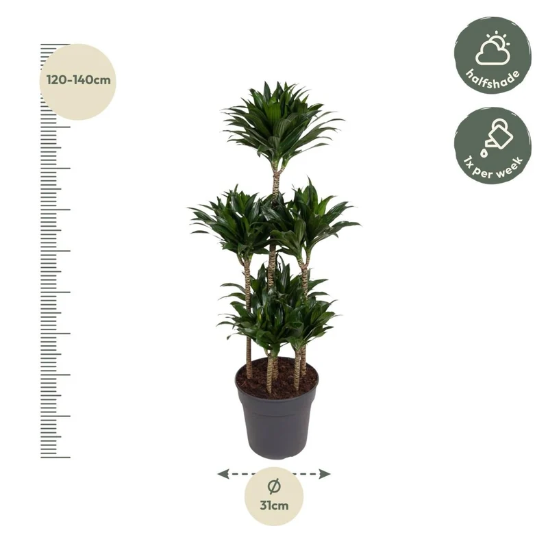 Dracaena Compacta – Pflegeleichte Zimmerpflanze für dein Zuhause