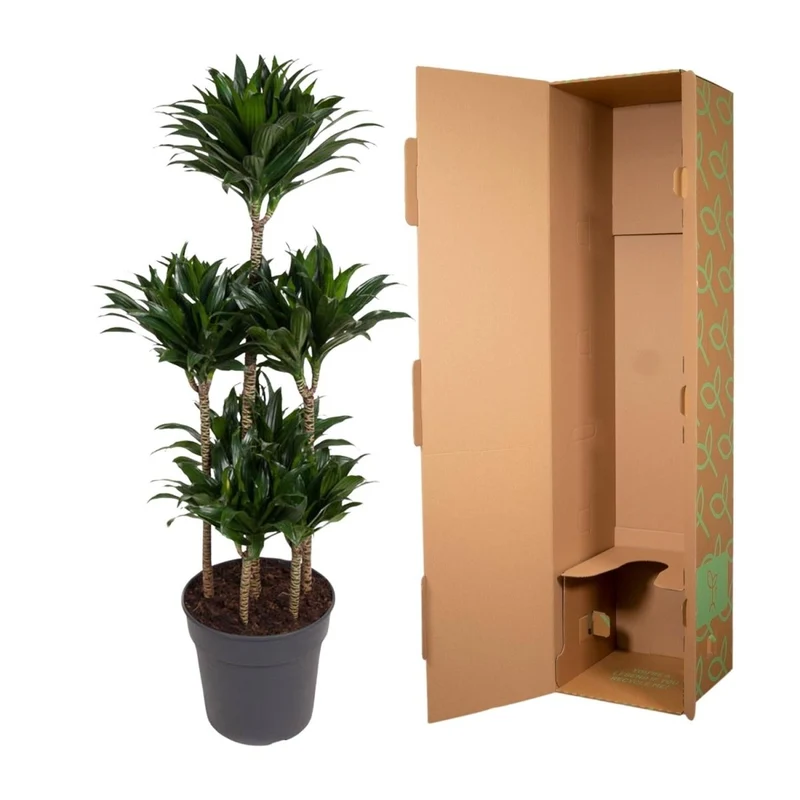 Dracaena Compacta – Pflegeleichte Zimmerpflanze für dein Zuhause