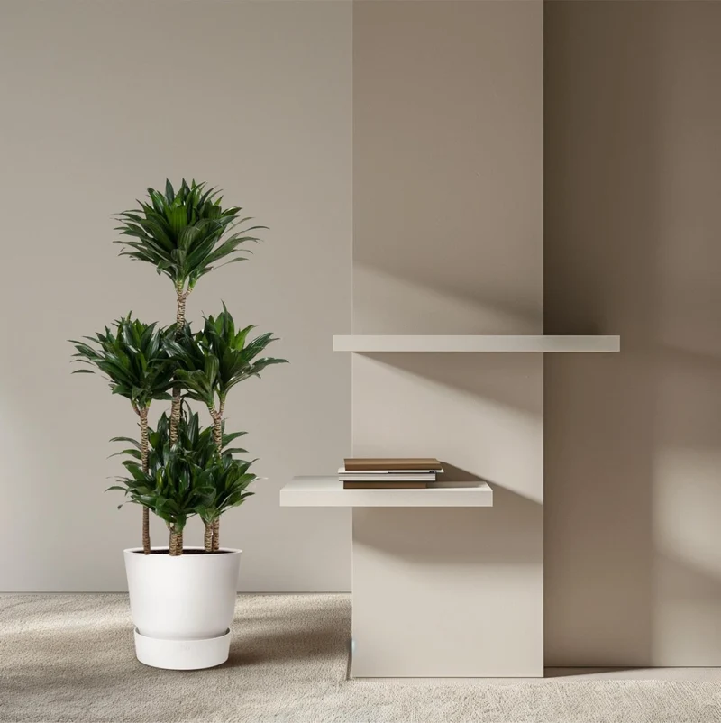 Dracaena Compacta – Pflegeleichte Zimmerpflanze für dein Zuhause