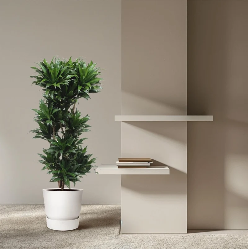 Dracaena Compacta – Pflegeleichte Zimmerpflanze für dein Zuhause