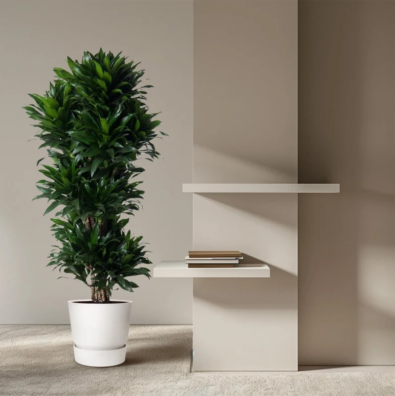Dracaena Compacta – Pflegeleichte Zimmerpflanze für dein Zuhause