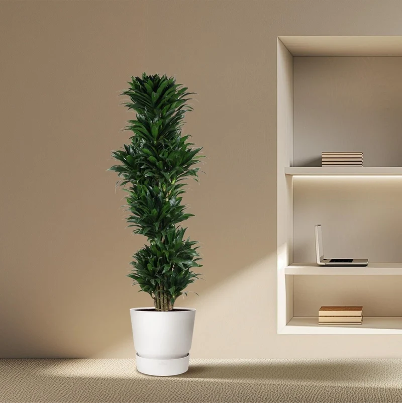 Dracaena Compacta – Pflegeleichte Zimmerpflanze für dein Zuhause