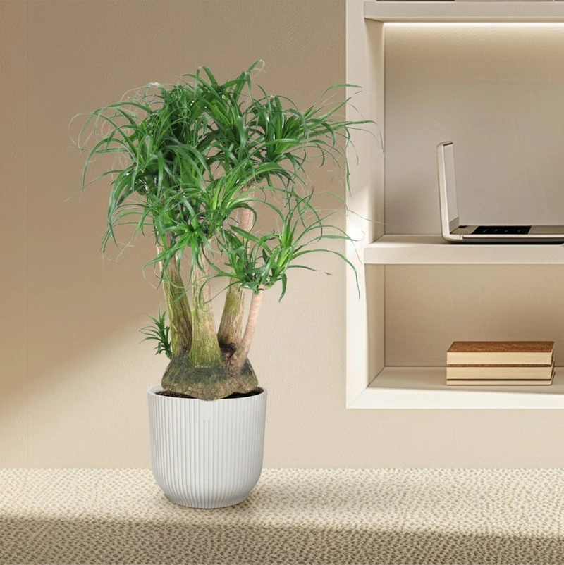 Beaucarnea Elefantenfuß verzweigt 110 cm | Premium-Zimmerpflanze im Ø41 cm Topf – Pflegeleicht & Exotisch