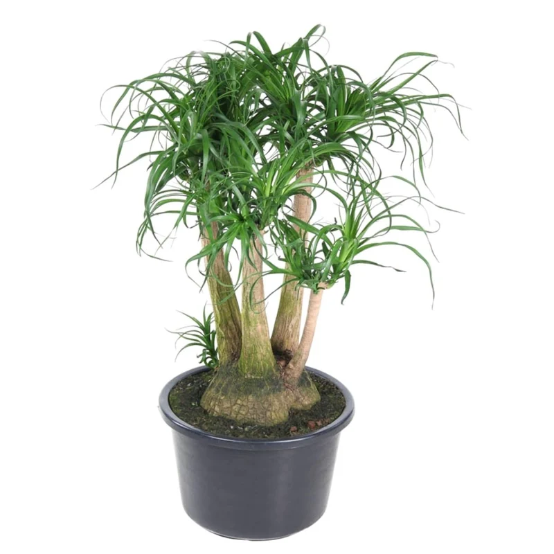 Beaucarnea Elefantenfuß verzweigt 110 cm | Premium-Zimmerpflanze im Ø41 cm Topf – Pflegeleicht & Exotisch