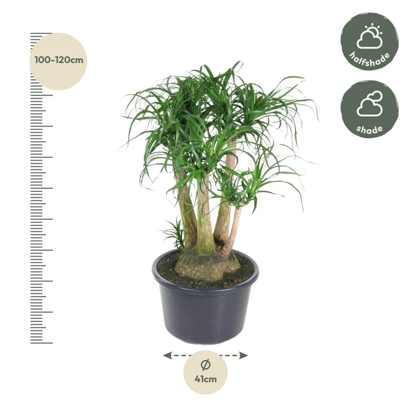 Beaucarnea Elefantenfuß verzweigt 110 cm | Premium-Zimmerpflanze im Ø41 cm Topf – Pflegeleicht & Exotisch