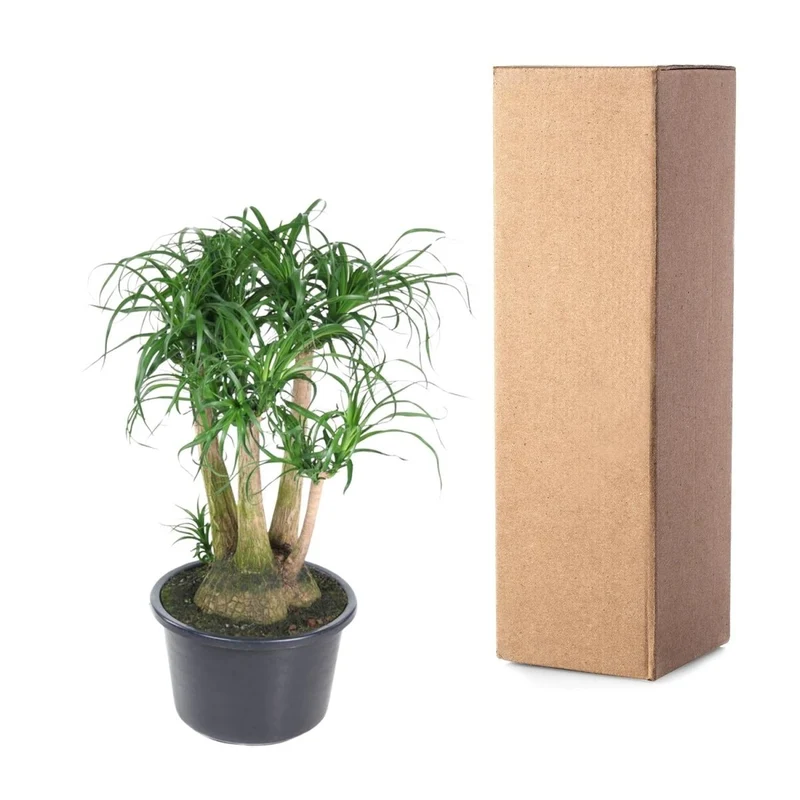 Beaucarnea Elefantenfuß verzweigt 110 cm | Premium-Zimmerpflanze im Ø41 cm Topf – Pflegeleicht & Exotisch