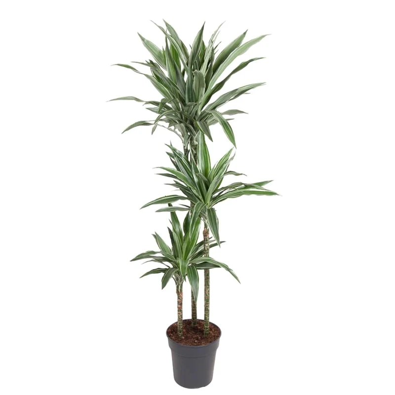 Drachenbaum Dracaena Warneckei | Pflegeleichte Zimmerpflanze – Luftreinigend & dekorativ