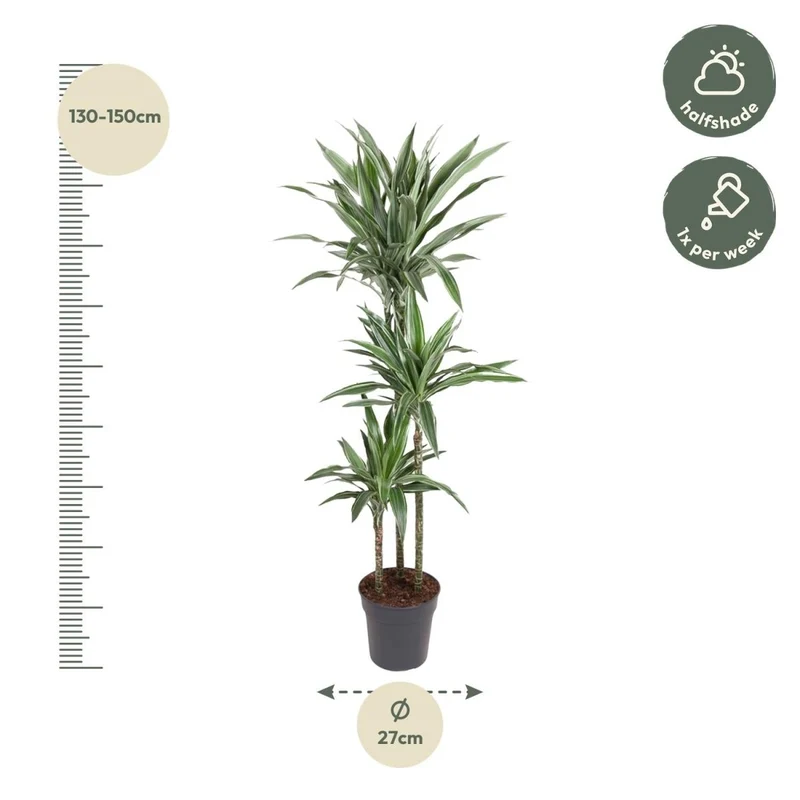 Drachenbaum Dracaena Warneckei | Pflegeleichte Zimmerpflanze – Luftreinigend & dekorativ