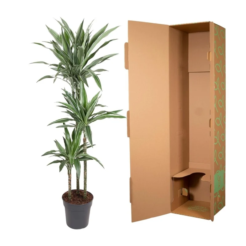 Drachenbaum Dracaena Warneckei | Pflegeleichte Zimmerpflanze – Luftreinigend & dekorativ