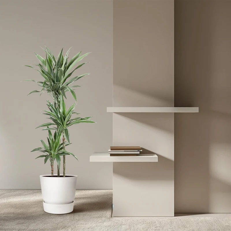 Drachenbaum Dracaena Warneckei | Pflegeleichte Zimmerpflanze – Luftreinigend & dekorativ