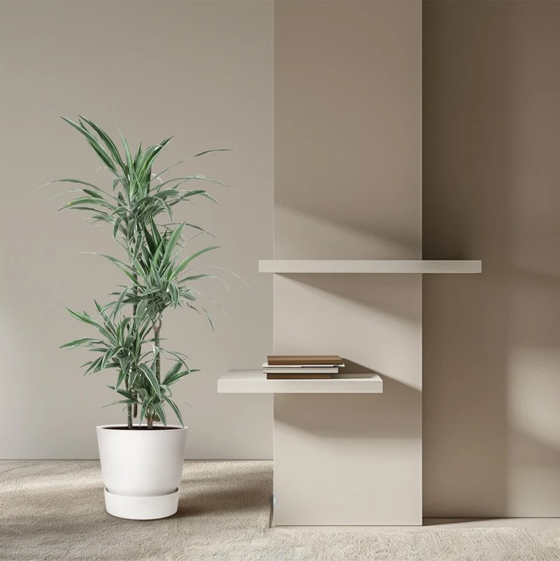 Drachenbaum Dracaena Warneckei | Pflegeleichte Zimmerpflanze – Luftreinigend & dekorativ