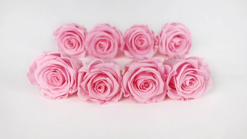 Stabilisierte Rosen Kiara 5 cm - 8 Stück - Bridal pink