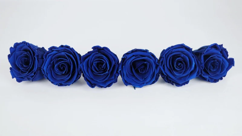 Stabilisierte Rosen Kiara 6 cm - 6 Stück - Ocean blue