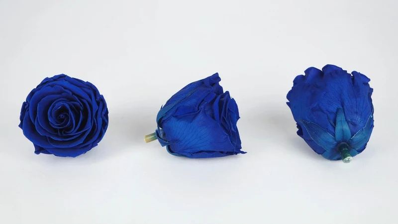 Stabilisierte Rosen Kiara 6 cm - 6 Stück - Ocean blue