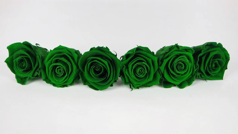 Stabilisierte Rosen Kiara 6 cm - 6 Stück - Emerald green