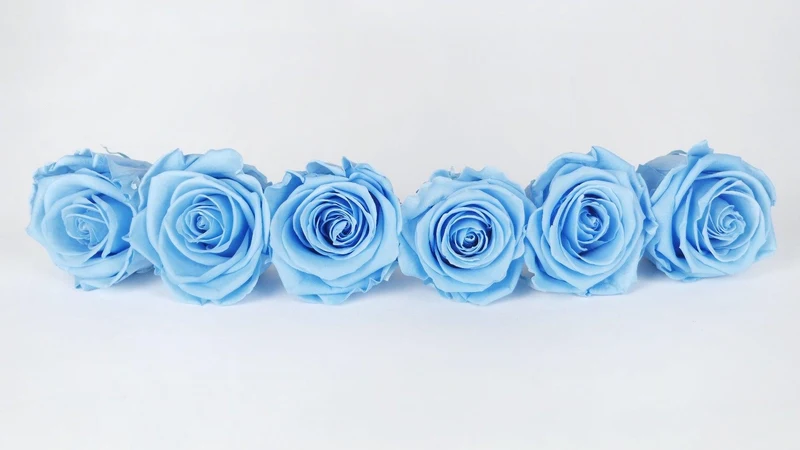 Stabilisierte Rosen Kiara 6 cm - 6 Stück - Baby blue