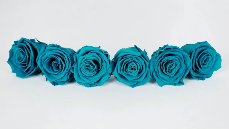 Stabilisierte Rosen Kiara 6 cm - 6 Stück - Aqua marine
