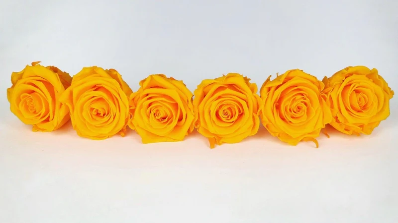 Stabilisierte Rosen Kiara 6 cm - 6 Stück - Sunny yellow