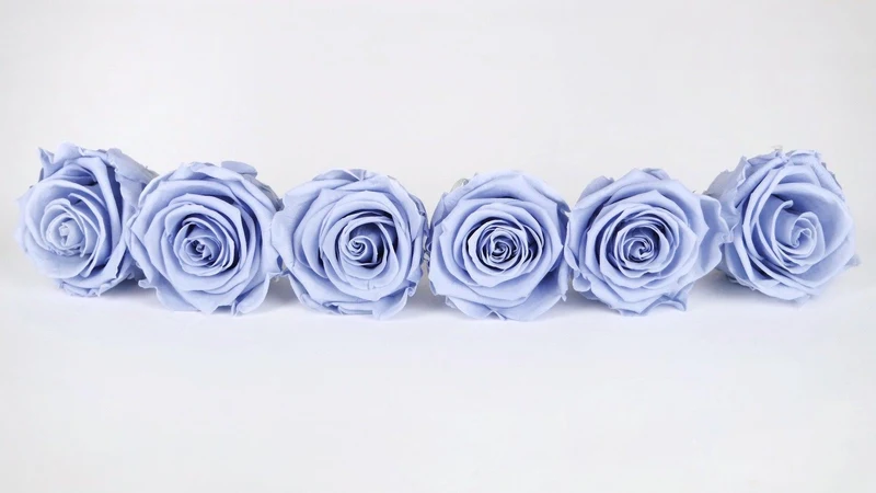 Stabilisierte Rosen Kiara 6 cm - 6 Stück - Cool lavender