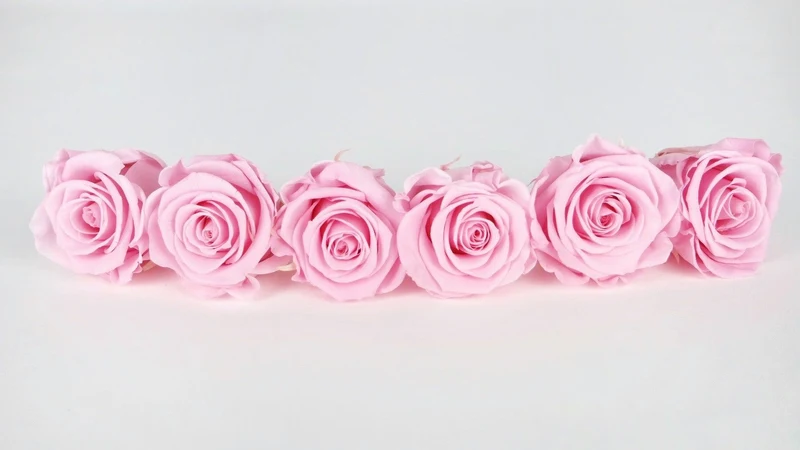 Stabilisierte Rosen Kiara 6 cm - 6 Stück - Bridal pink