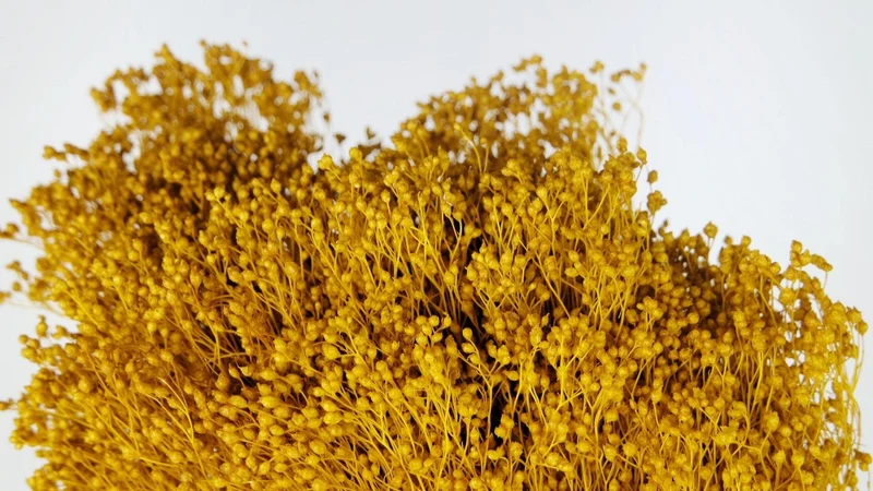 Broom Bloom konserviert - 1 Bund - Safrangelb