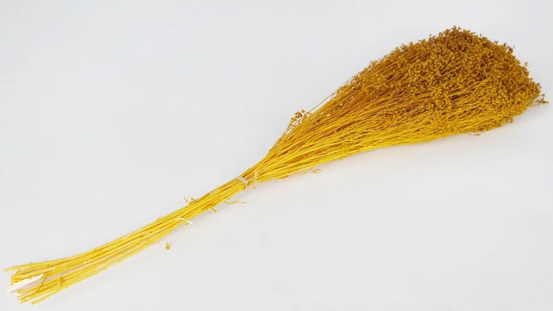 Broom Bloom konserviert - 1 Bund - Safrangelb