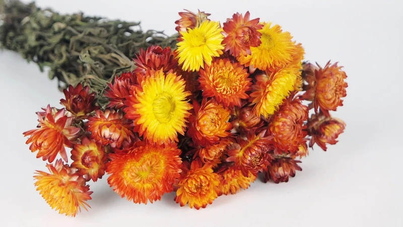 Strohblumen - 1 Bund - Naturfarbe Flamme