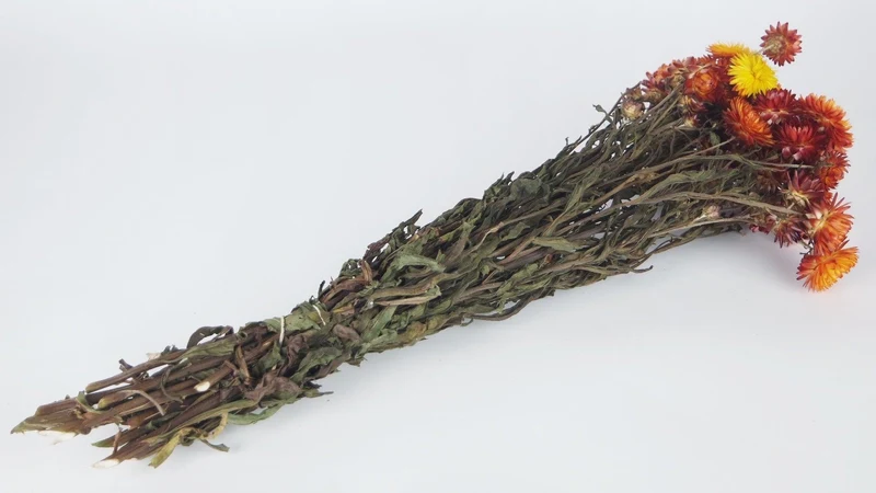 Strohblumen - 1 Bund - Naturfarbe Flamme