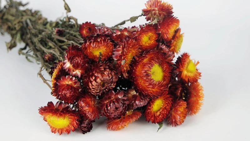 Strohblumen - 1 Bund - Naturfarbe rot