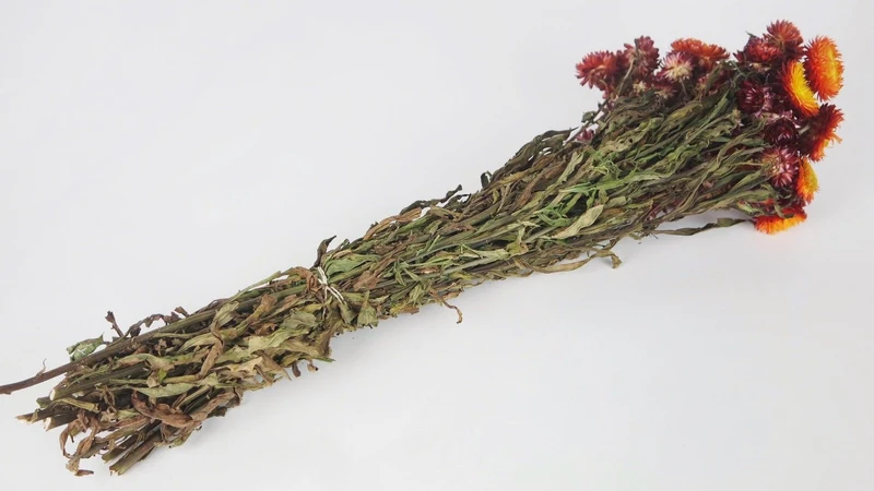Strohblumen - 1 Bund - Naturfarbe rot