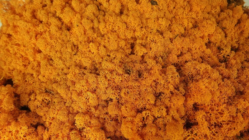 Konserviertes Islandmoos - 5 kg - Orange