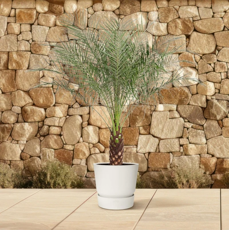 Zwerg-Dattelpalme – Phoenix roebelenii – Elegante Zimmer- & Kübelpflanze – Immergrün