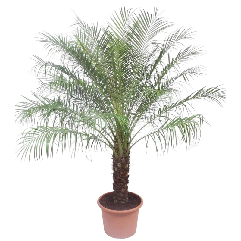 Zwerg-Dattelpalme – Phoenix roebelenii – Elegante Zimmer- & Kübelpflanze – Immergrün