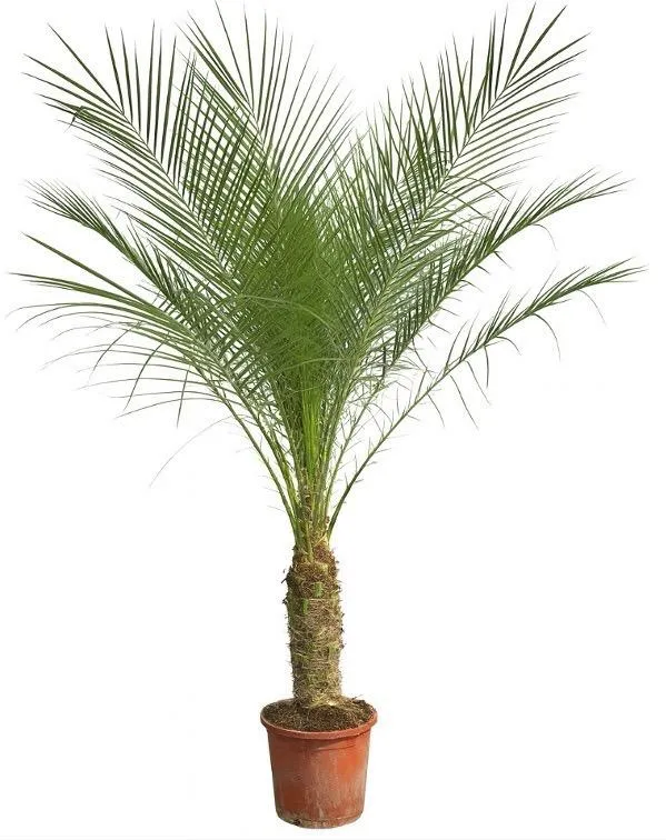 Zwerg-Dattelpalme – Phoenix roebelenii – Elegante Zimmer- & Kübelpflanze – Immergrün