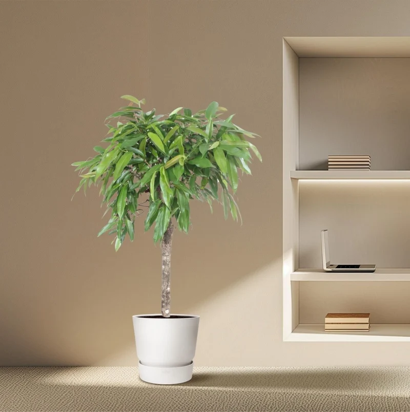 Ficus Amstel King – Zimmerpflanze mit geflochtenem Stamm
