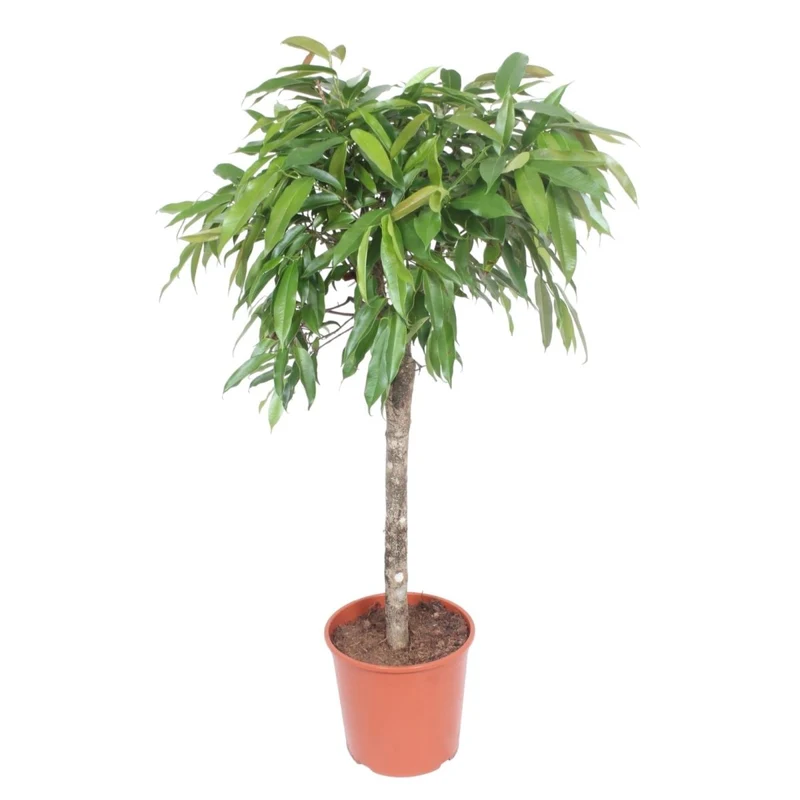 Ficus Amstel King – Zimmerpflanze mit geflochtenem Stamm