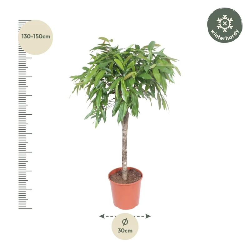 Ficus Amstel King – Zimmerpflanze mit geflochtenem Stamm