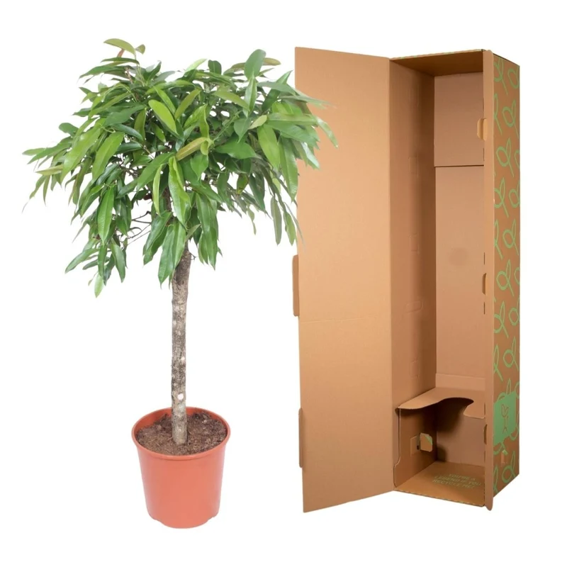 Ficus Amstel King – Zimmerpflanze mit geflochtenem Stamm