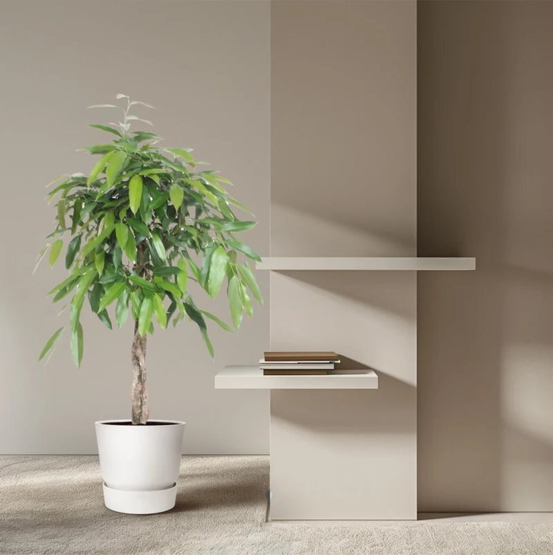 Ficus Amstel King – Zimmerpflanze mit geflochtenem Stamm