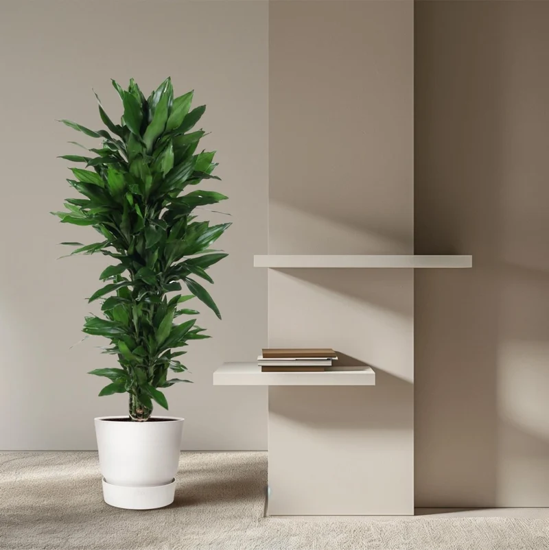 Dracaena Janet Lind verzweigt – Elegante Zimmerpflanze
