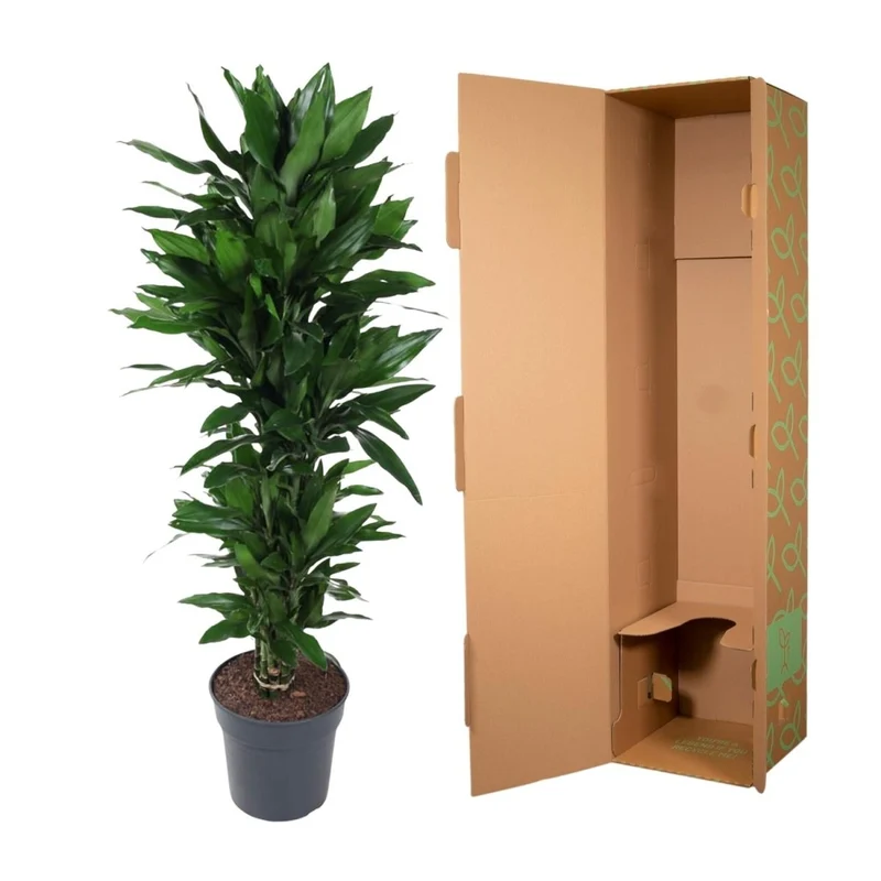Dracaena Janet Lind verzweigt – Elegante Zimmerpflanze