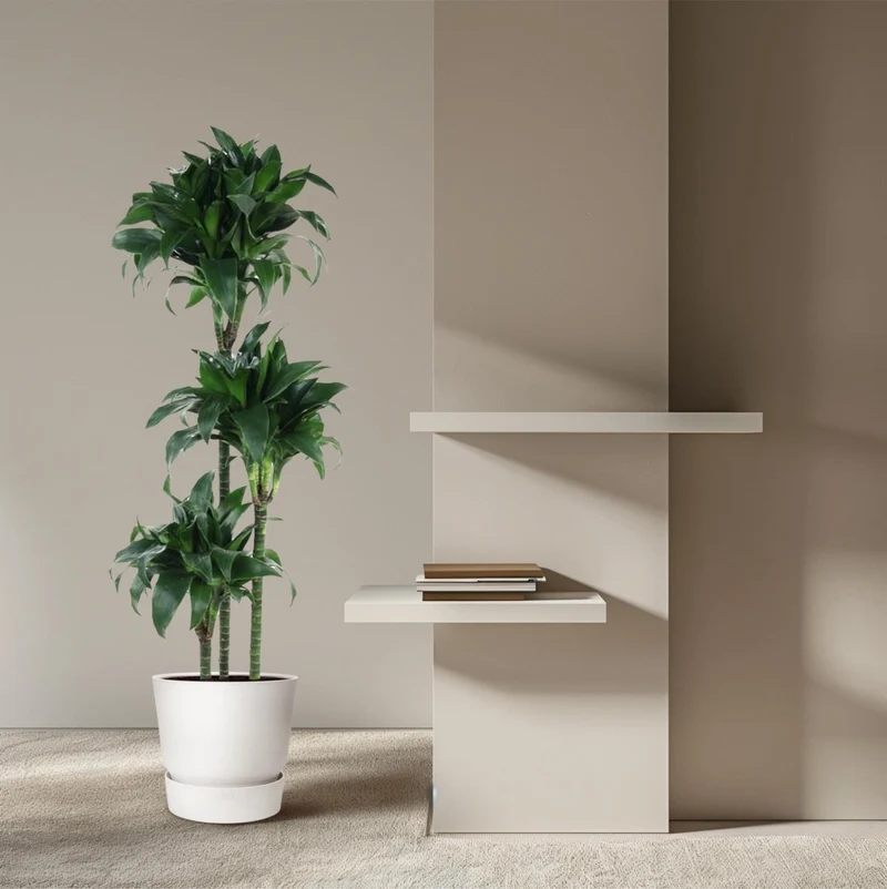 Dracaena Tatuade 140 cm – Pflegeleicht & luftreinigend